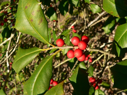 {Ilex opaca}